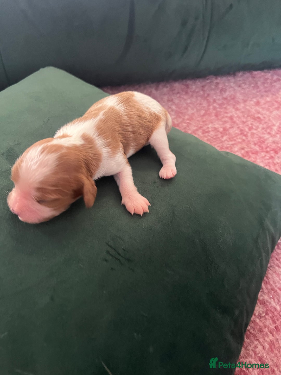 Cavalier King Charles Spaniel dogs for sale: Beautiful KC Registered Cavalier King Charles Pups - Advert 17
