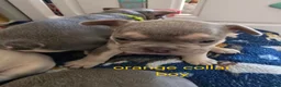 French Bulldog dogs for sale: French bulldog puppies  in Yeovil - Advert 5