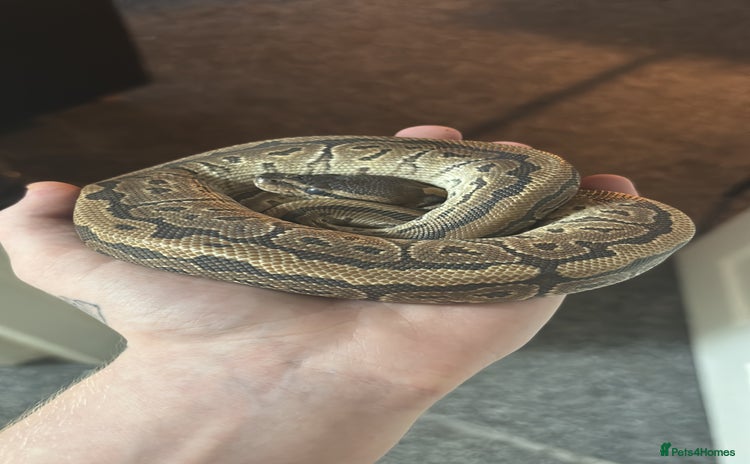 Python Snake reptiles - Advert 1