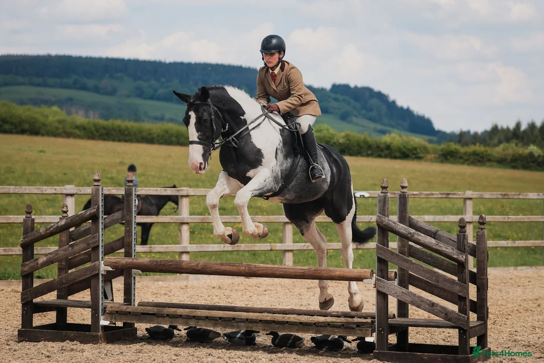 Irish Draught horses for sale: Id X maxi cob type Family friendly mare available  - Advert 2
