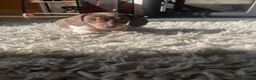 Miniature Dachshund dogs for sale: Beautiful miniature dachshund  - Advert 9