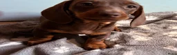 Miniature Dachshund dogs for sale: Miniature dachshunds  - Advert 4