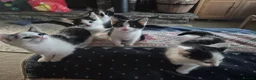 Mixed Breed cats for sale: 4 girls 4 boys 8 week old kittens  - Advert 6