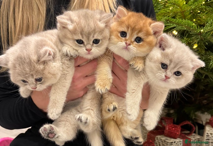 British Shorthair cats in Maidstone - Advert 4