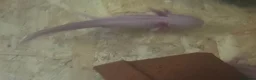 Axolotl reptiles for sale: Axolotls - Advert 4