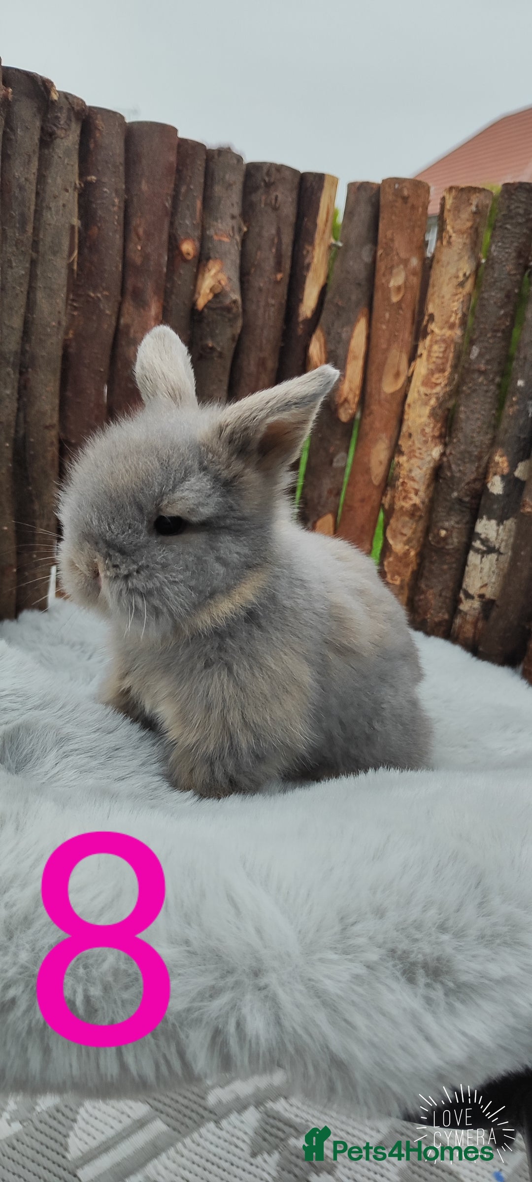 Mini Lop rabbits for sale: Mini lop and mini lop lion head   - Image 15