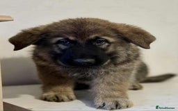 German Shepherd dogs for sale: German shepherd pups  - Image 2