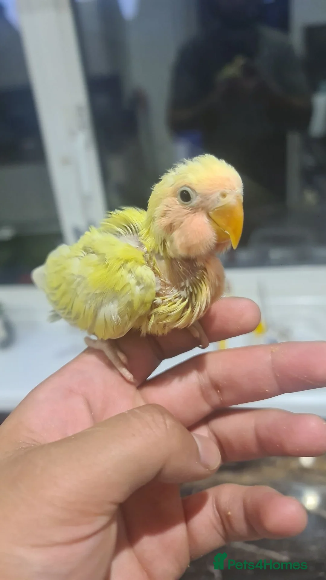 Lovebirds birds for sale: Hand reared Silly Tame Lovebirds - Advert 2