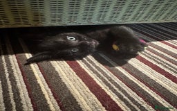 Mixed Breed cats for sale: 2 full black Kitten Ready for their Forever Homes - Image 11