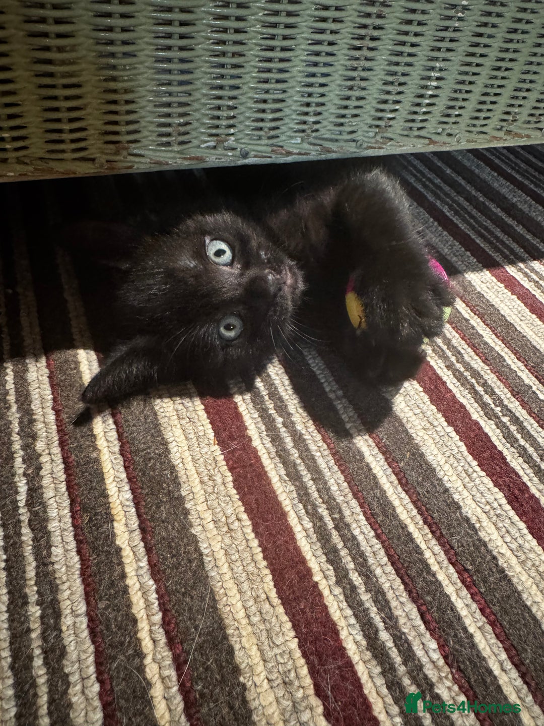 Mixed Breed cats for sale: 2 full black Kitten Ready for their Forever Homes - Image 11