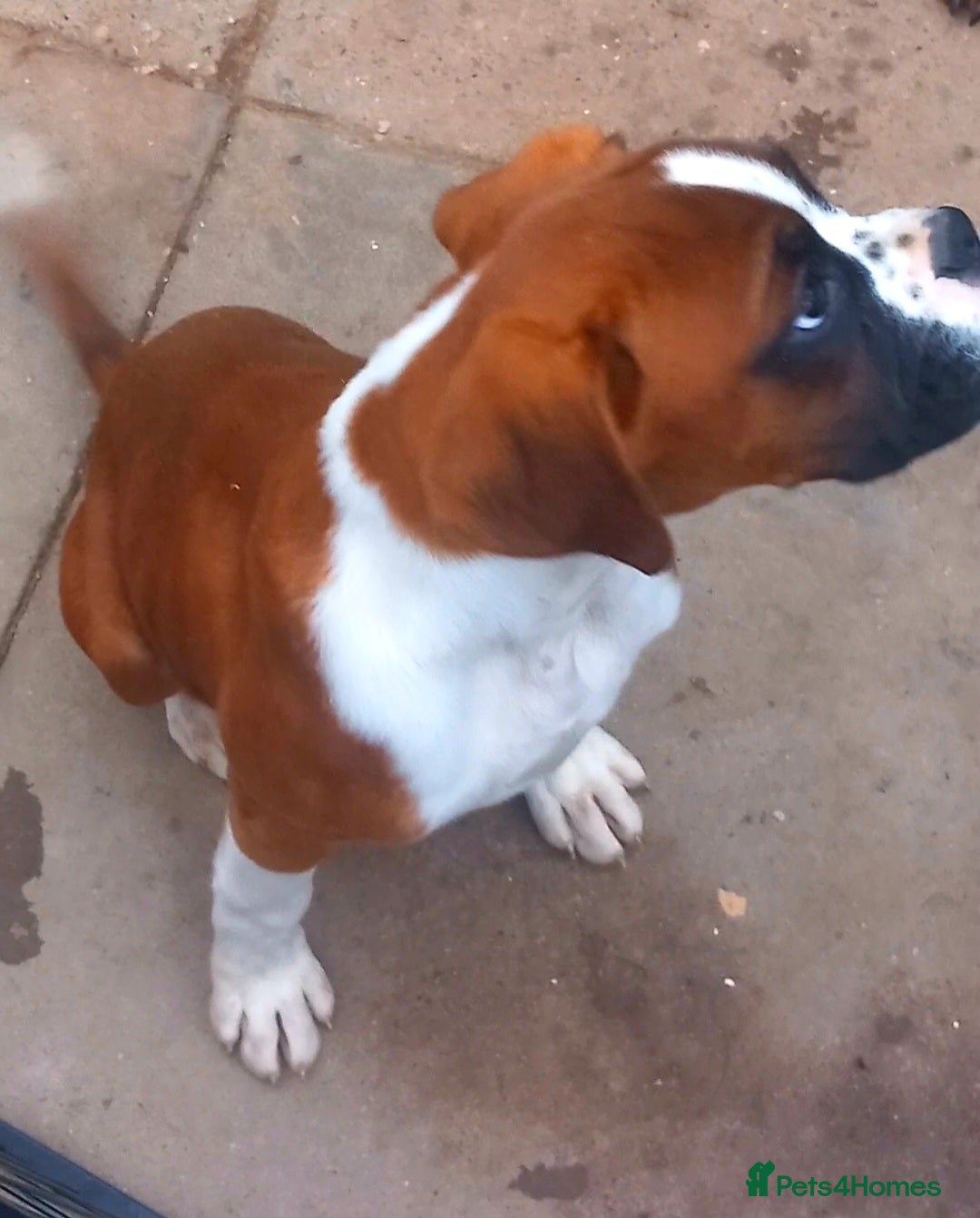 Boxer dogs for sale: Last KC Puppy looking for their forever home - Image 13
