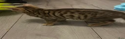 Bengal cats for sale: Bengal kittens - Advert 22