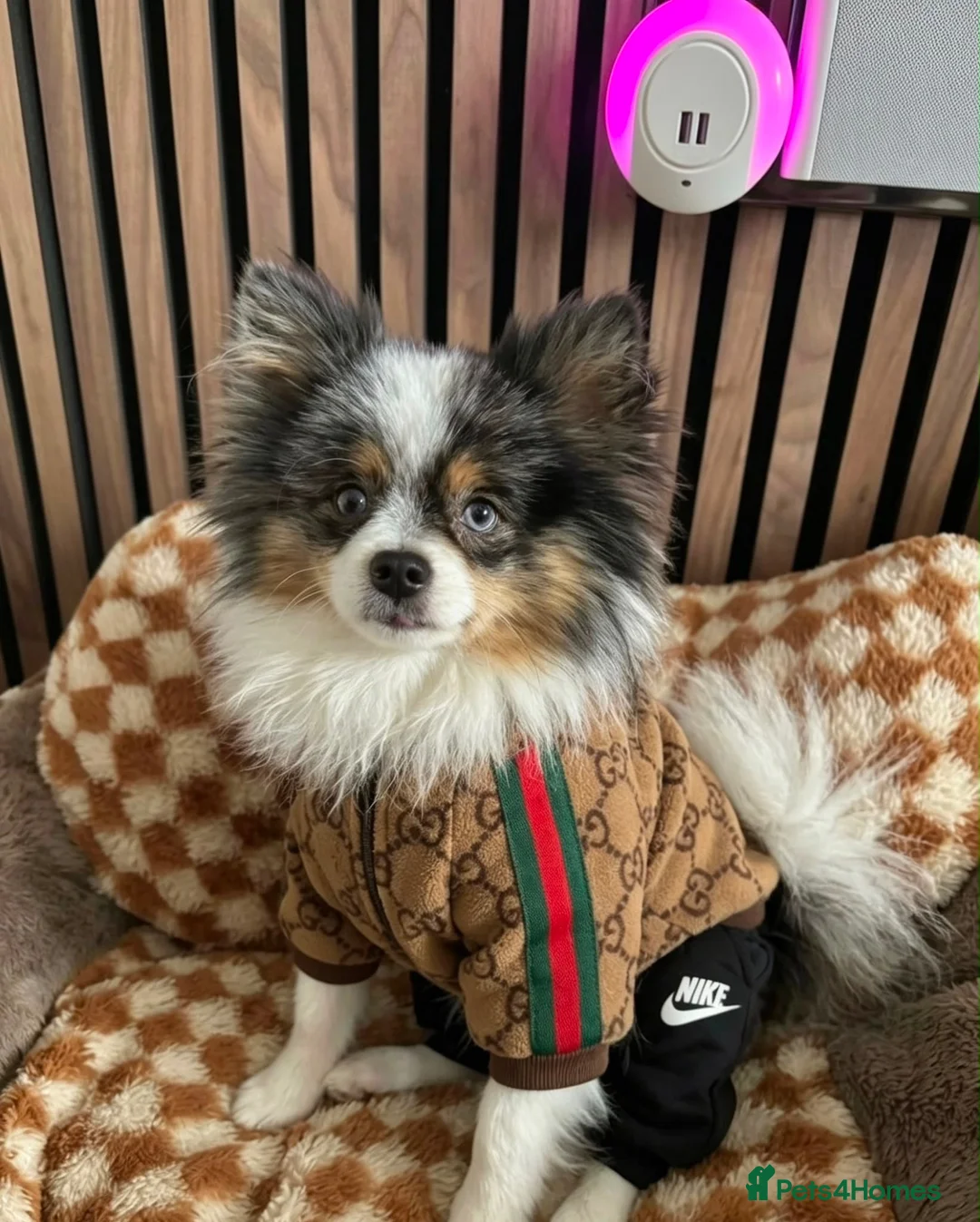 Pomeranian dogs for sale: ✨💎Rare Pom With Mesmerising Blue Eyes💙👀✨ - Advert 8
