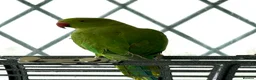 Ringnecks birds for sale: Two Beautiful Indian Ringnecks- READ DESCRIPTION  - Advert 8