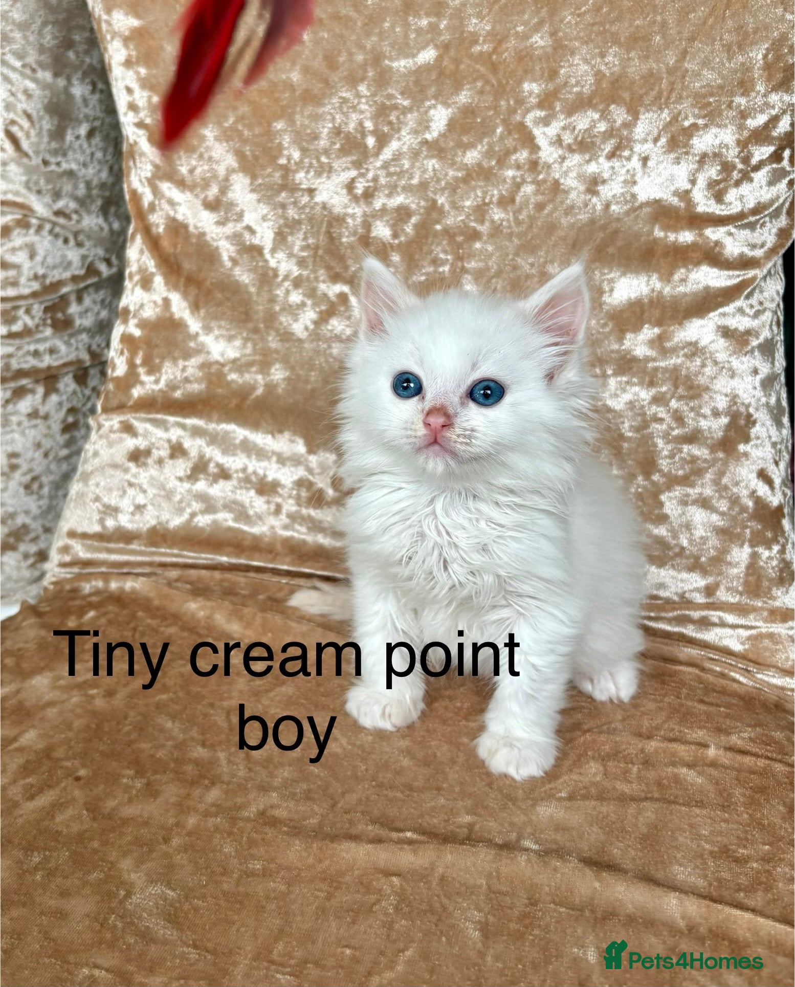 Ragdoll cats for sale: Beautiful ragdoll kittens - Advert 5