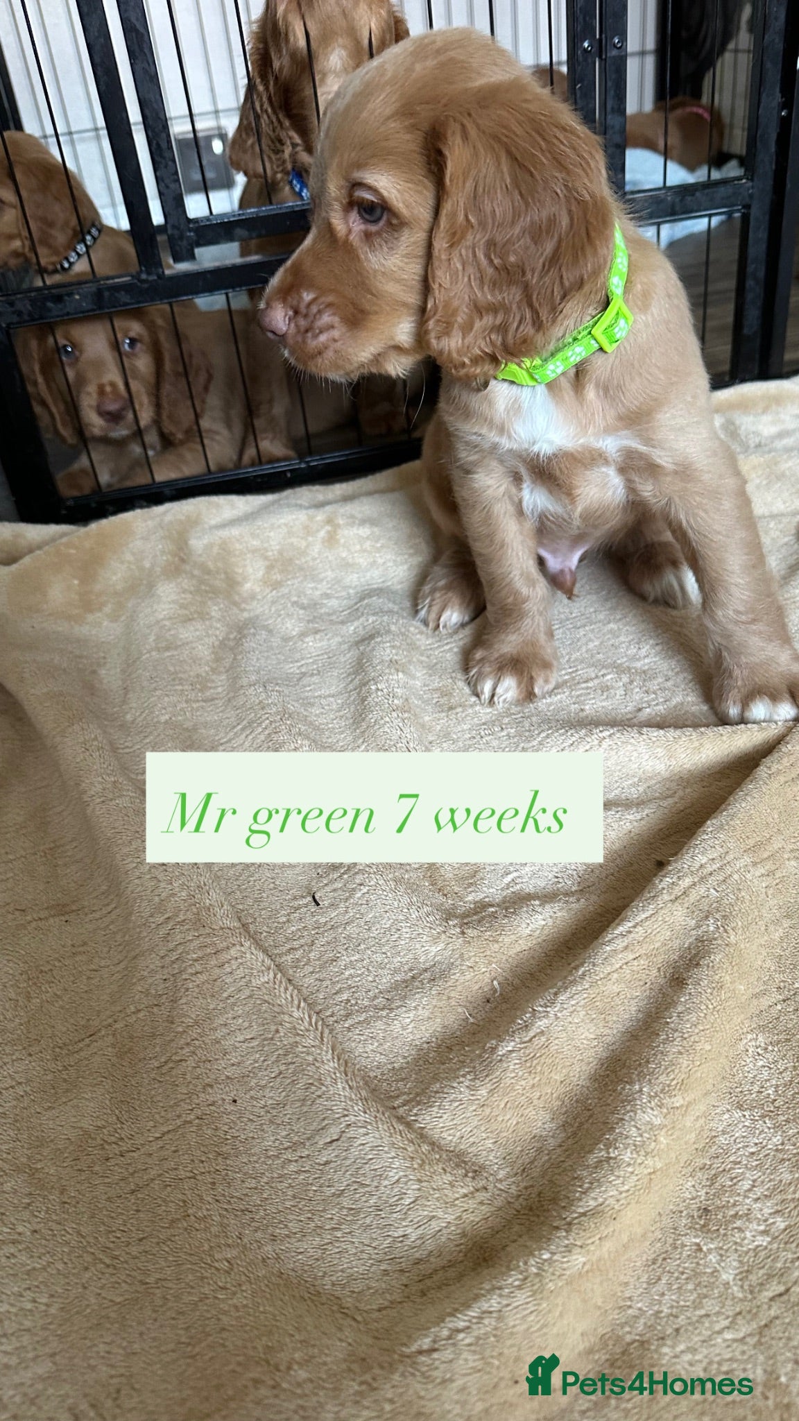 Cocker Spaniel dogs Beautiful top class working cockers - Advert 2
