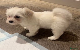 Havanese dogs for sale: Two Beautiful Havanese Male puppies  - Advert 5
