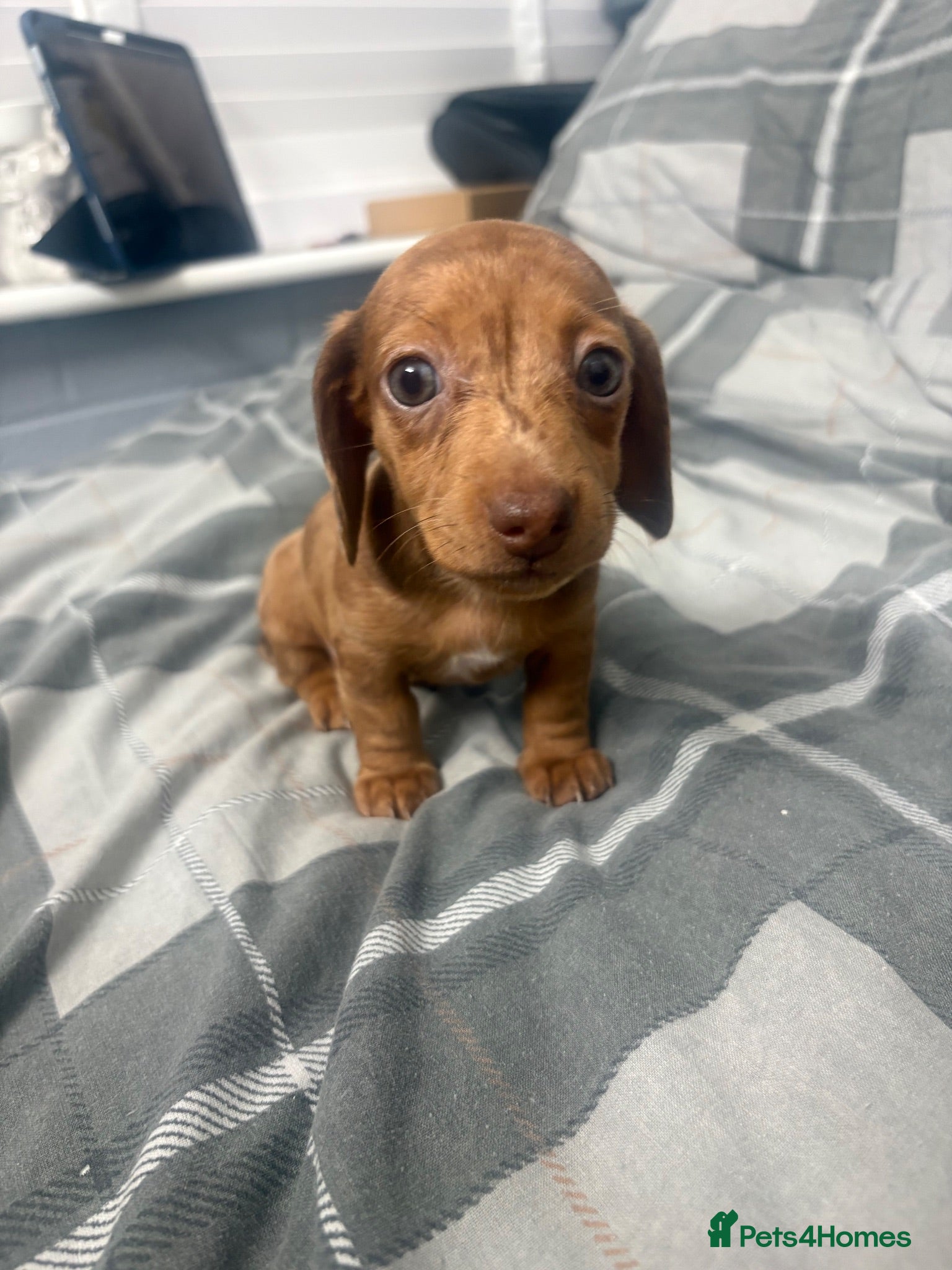 Miniature Dachshund dogs Long haired miniature dachshunds  - Advert 16