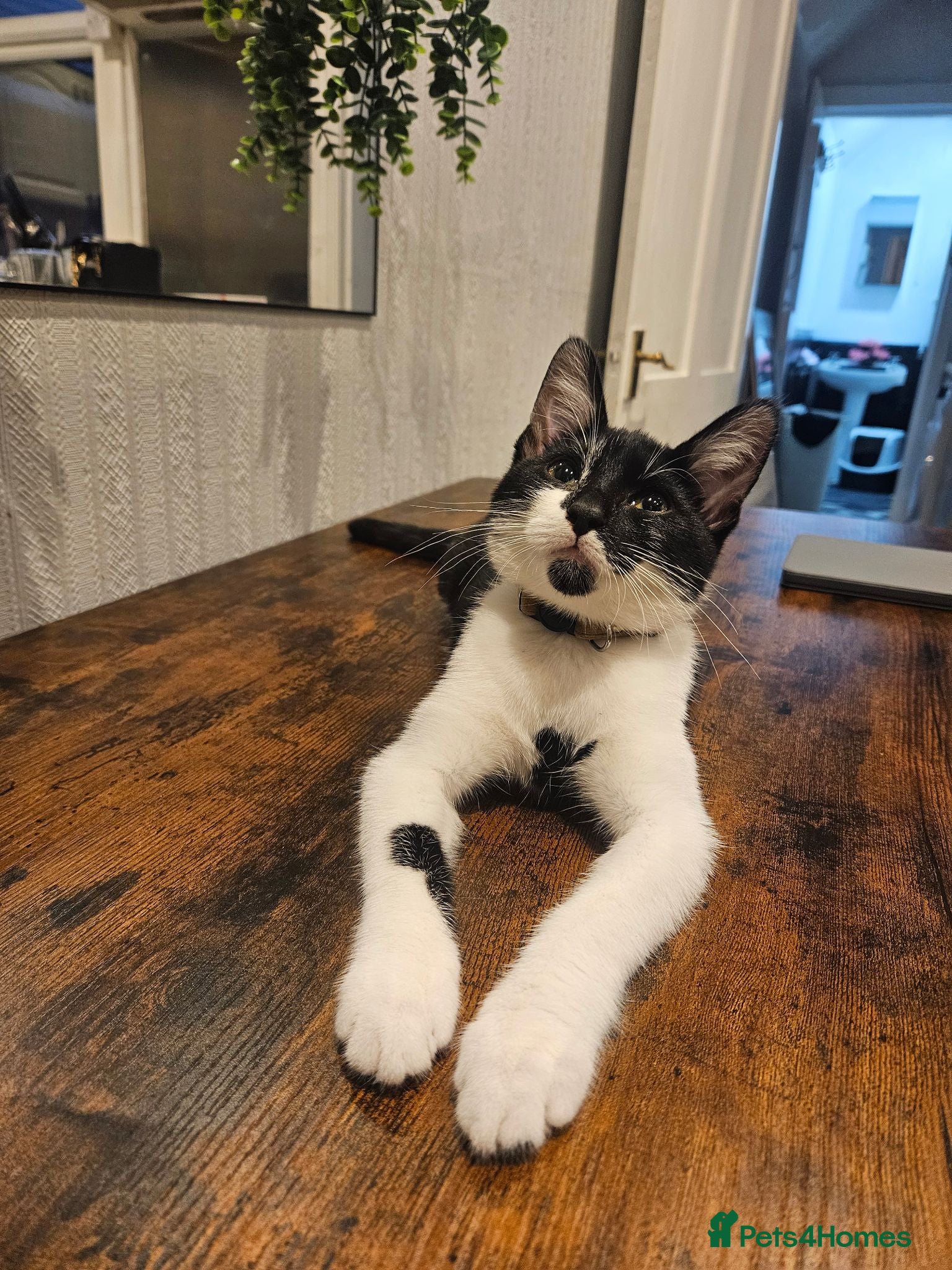 Mixed Breed cats Male cat 6 months - Advert 1