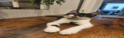 Mixed Breed cats for sale: Male cat 6 months - Advert 1