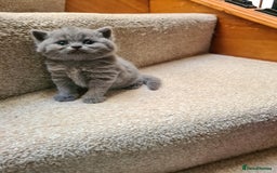 British Shorthair cats for sale: British Shorthair/Scottish Fold - 2 Grey Avail - Image 6
