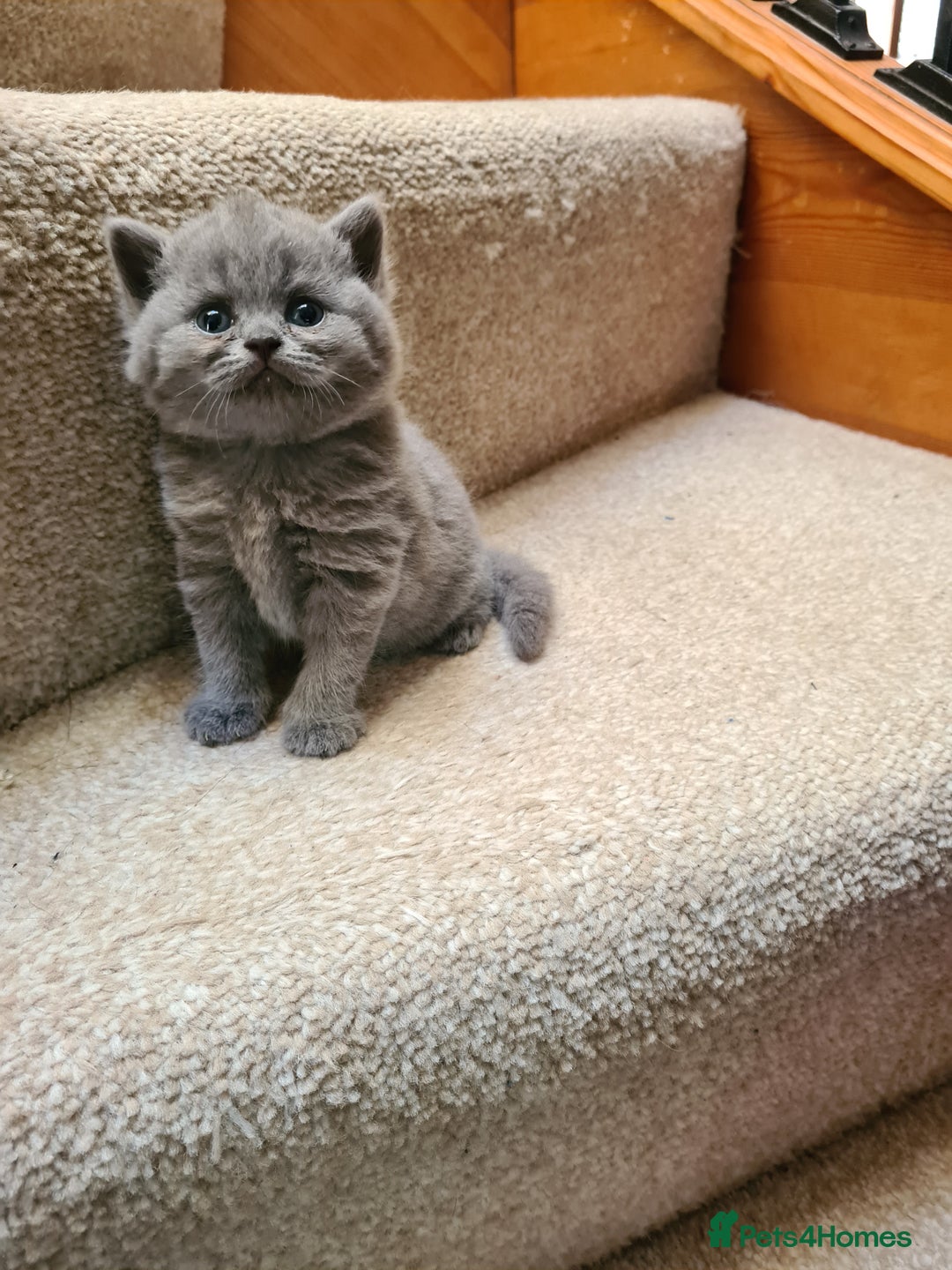 British Shorthair cats for sale: British Shorthair/Scottish Fold - 2 Grey Avail - Image 6