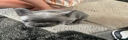 French Bulldog dogs for sale: Beautiful french bulldog female puppies  - Advert 3