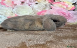 Mini Lop rabbits for sale: 💙🩷friendly pure bred mini lops from £20🩷💙 - Image 4