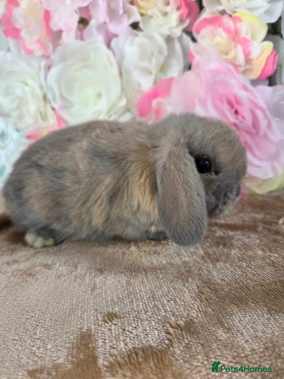 Mini Lop rabbits for sale: 💙🩷friendly pure bred mini lops from £20🩷💙 - Image 4