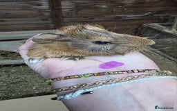 Guinea Pig rodents for sale: Guinea pigs babies looking for their forever homes - Image 4