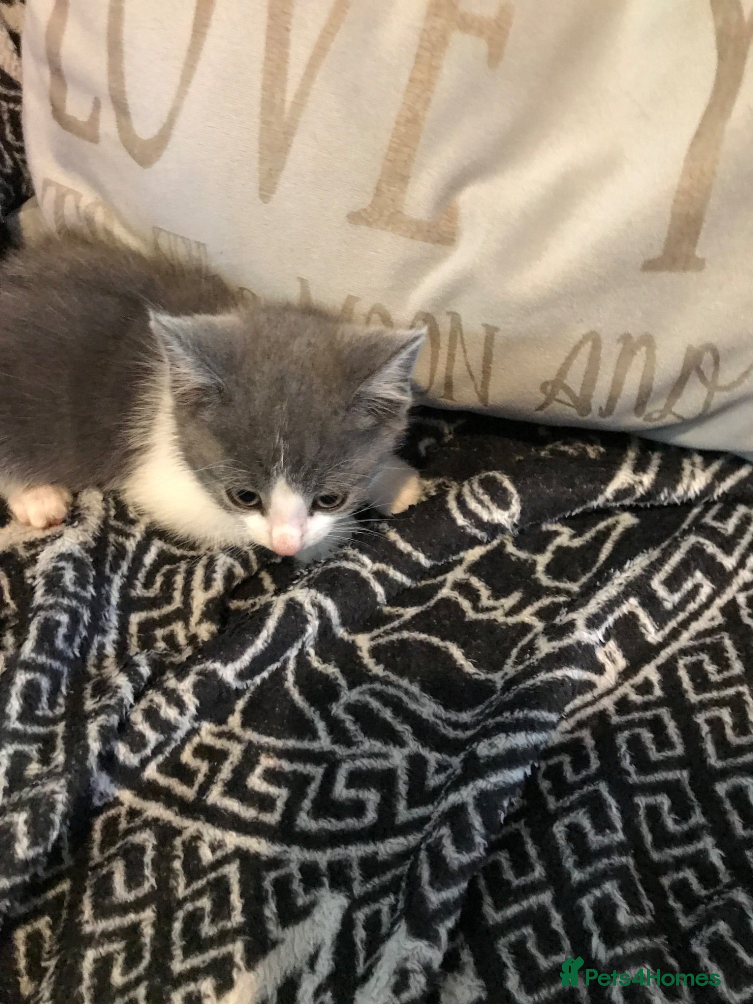 Mixed Breed cats Two beautiful boy kittens!!  - Advert 2