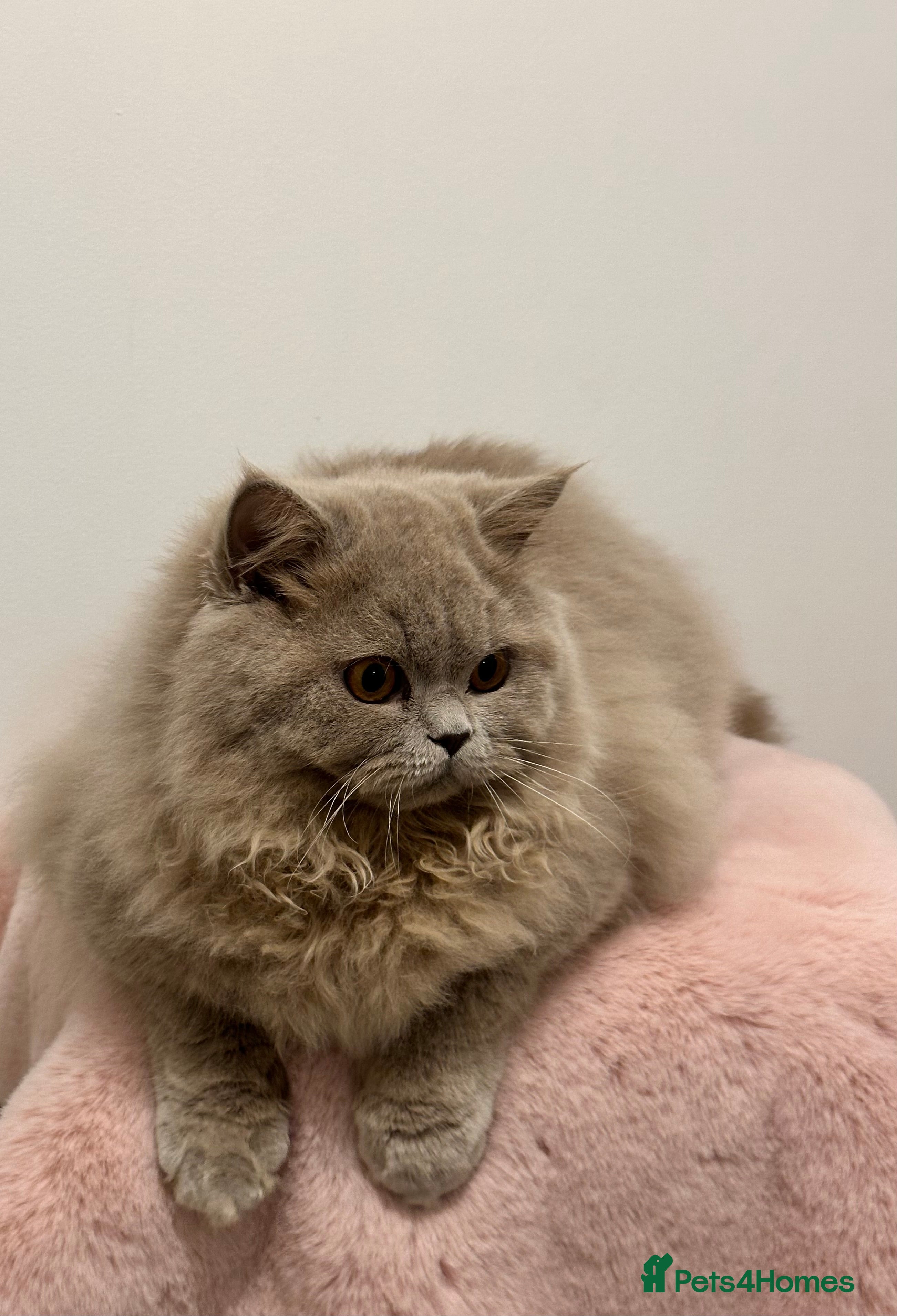 British Shorthair cats British Shorthair Chunky kittens - Advert 21