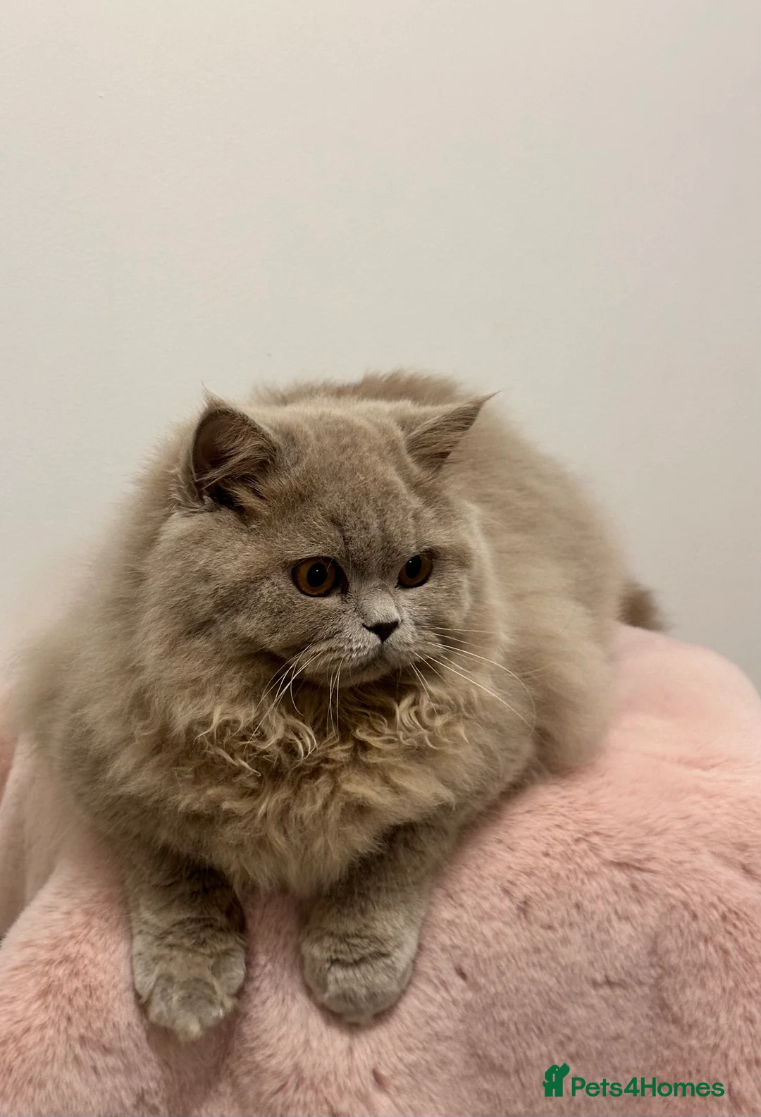 British Shorthair cats for sale: British Shorthair Chunky kittens - Advert 1