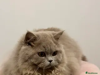 British Shorthair cats British Shorthair Chunky kittens - Advert 21