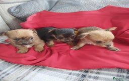 Chorkie dogs for sale: Chihuahua  Cross Yorkshire  - Image 15