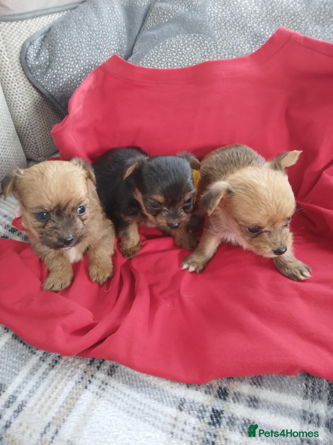 Chorkie dogs for sale: Chihuahua  Cross Yorkshire  - Image 15