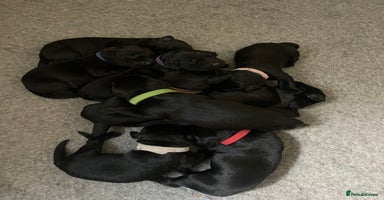 Labrador Retriever dogs - Advert 4