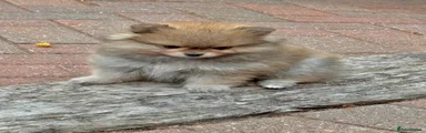 Pomeranian 1