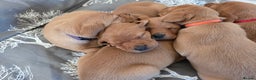Labrador Retriever dogs for sale: Stunning Red fox labrador puppies  - Advert 9