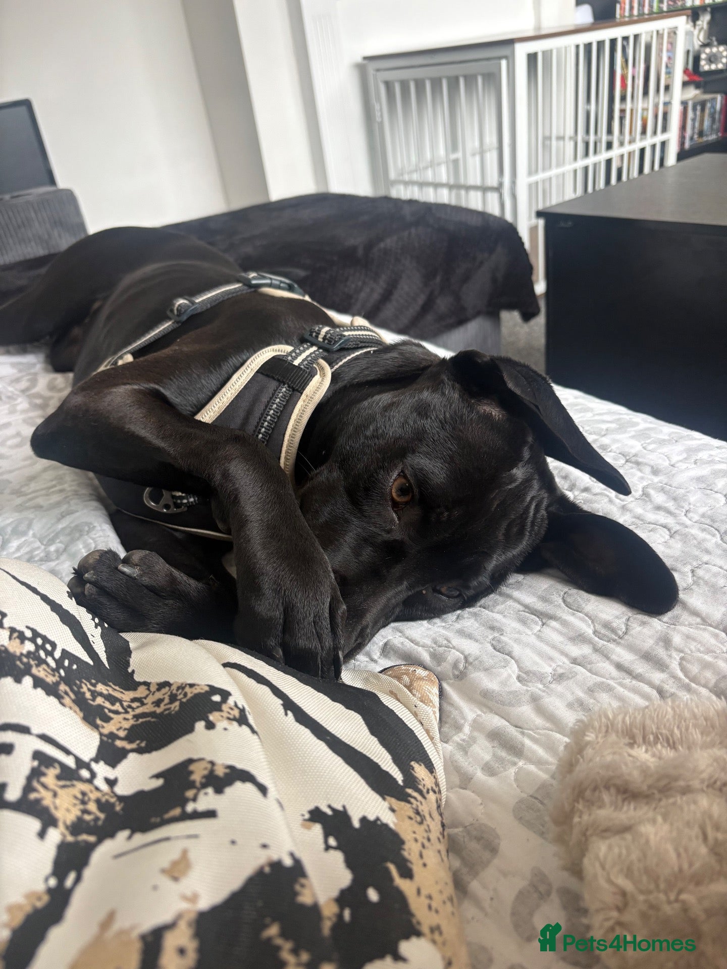 Mixed Breed dogs for sale: Beautiful 6-Month-Old Female Staffador Pebbles - Advert 2