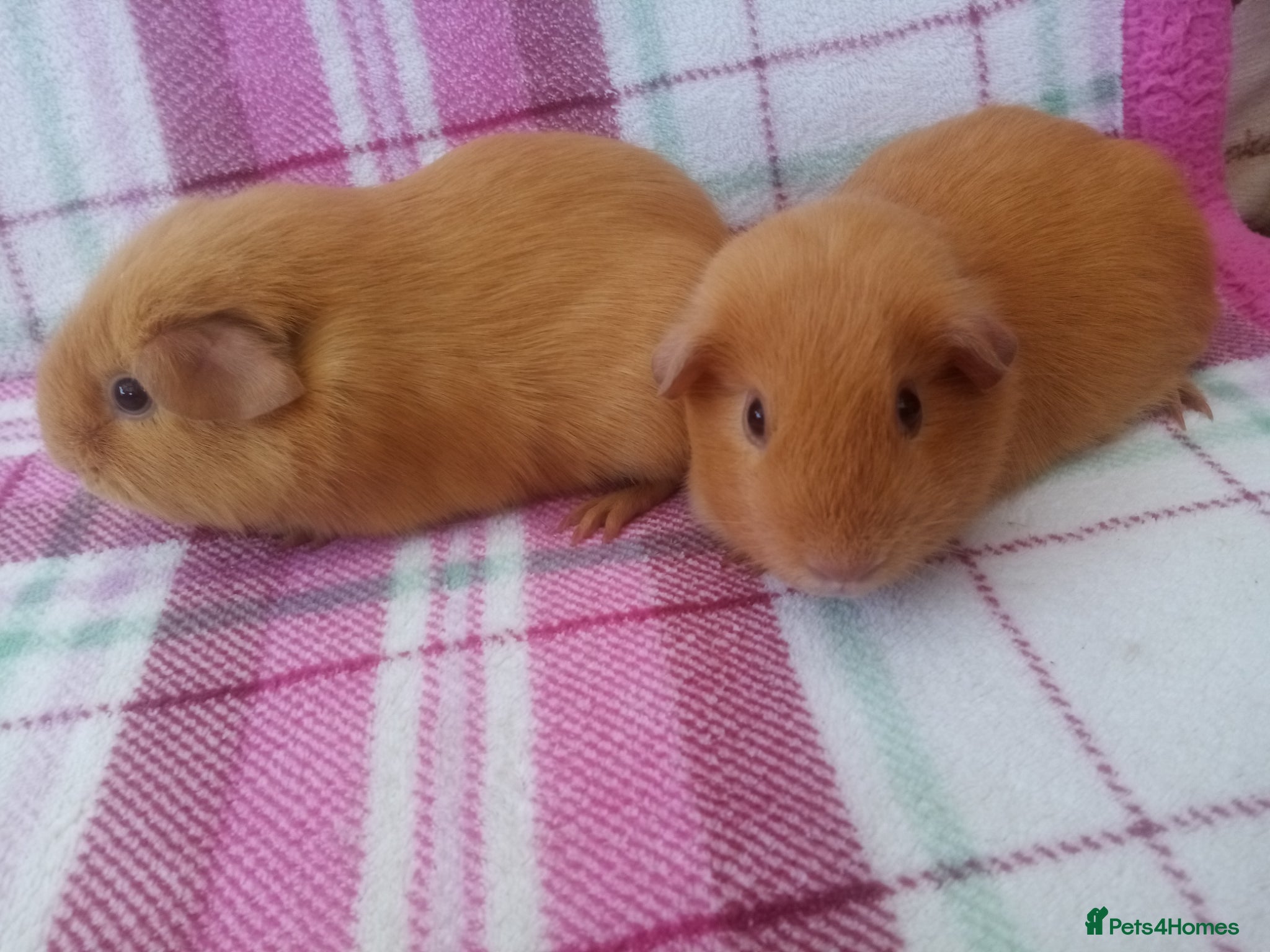 Guinea Pig rodents Pair female short hair Guinea pigs.  - Advert 23