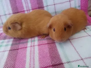 Guinea Pig rodents Pair female short hair Guinea pigs. - Advert 23