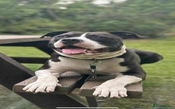 American Bull Staffy dogs for sale: For Sale - Image 2