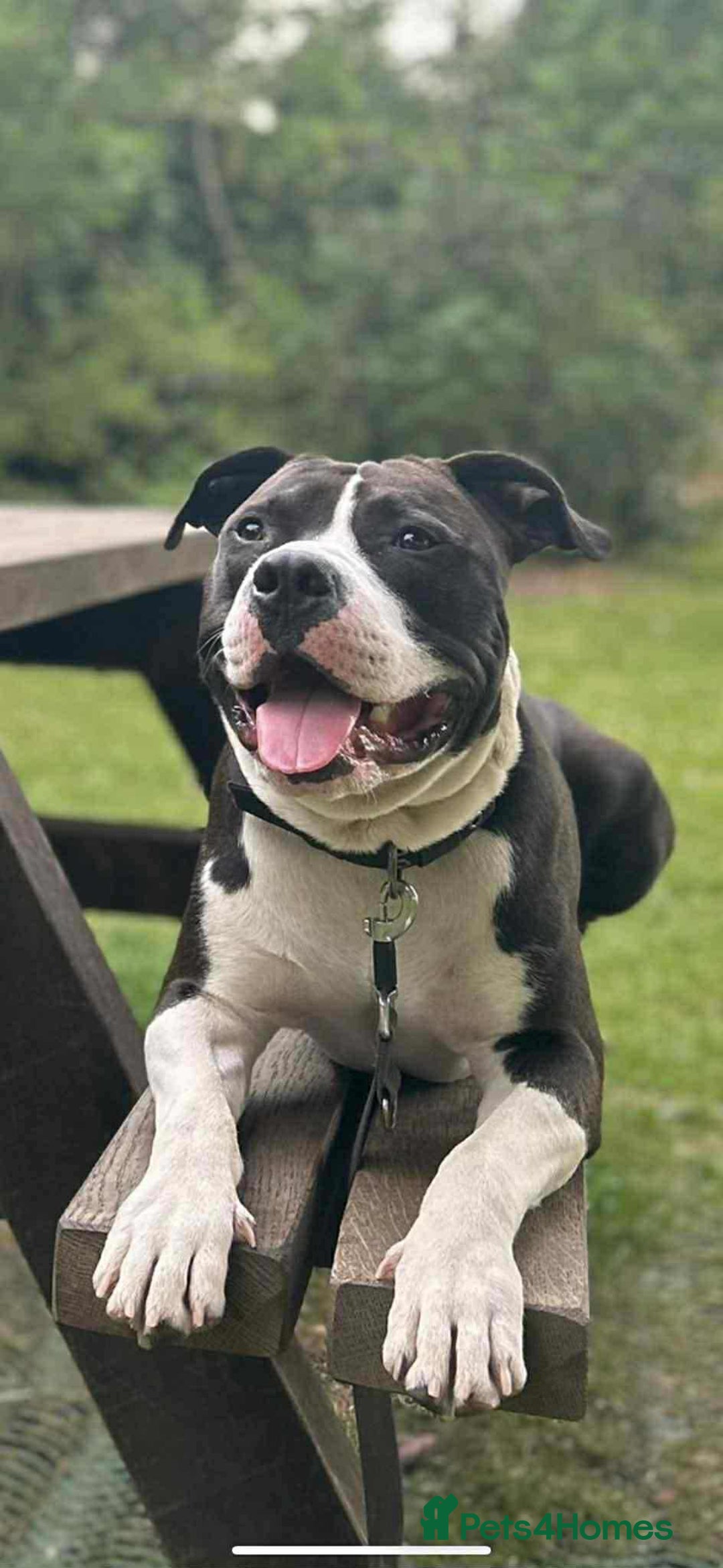 American Bull Staffy dogs for sale: For Sale - Image 2