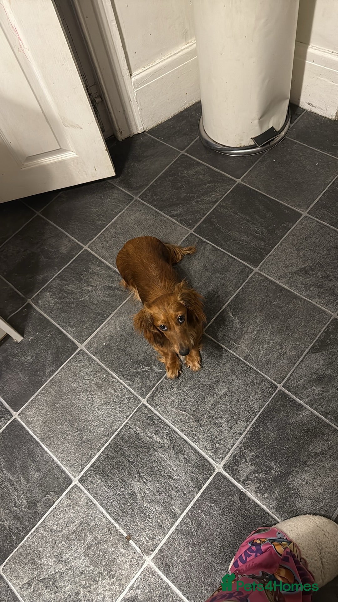 Miniature Dachshund dogs 5 beautiful miniature dachshund puppies for sale  - Advert 2