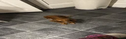 Miniature Dachshund dogs for sale: 5 beautiful miniature dachshund puppies for sale  - Advert 1