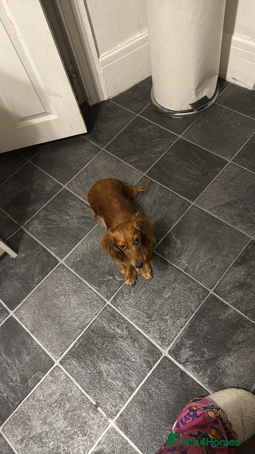 Miniature Dachshund dogs for sale: 5 beautiful miniature dachshund puppies for sale  - Advert 1