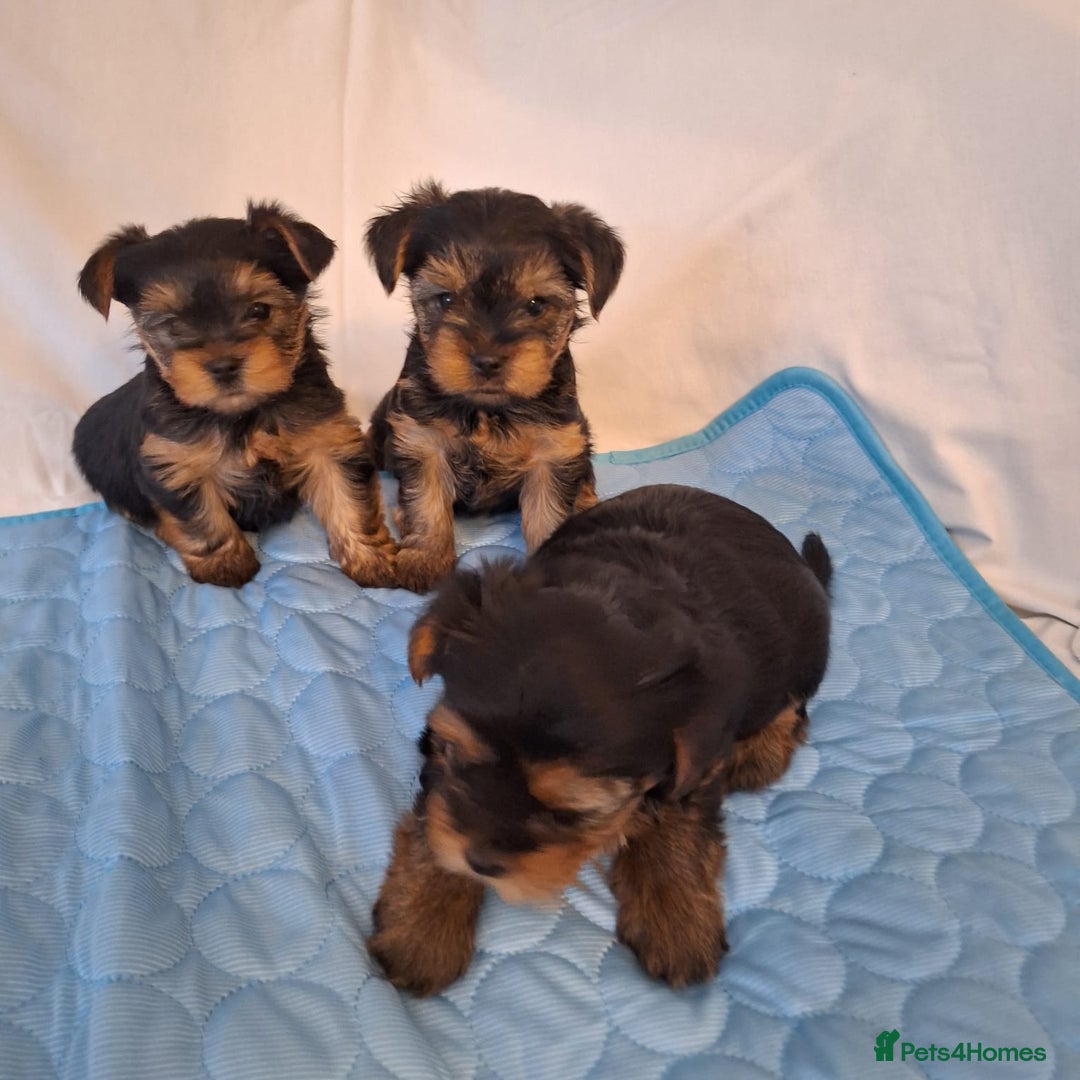 Yorkshire Terrier dogs for sale: Yorkshire Terrier Puppies – Ready 24 Dec - Image 22
