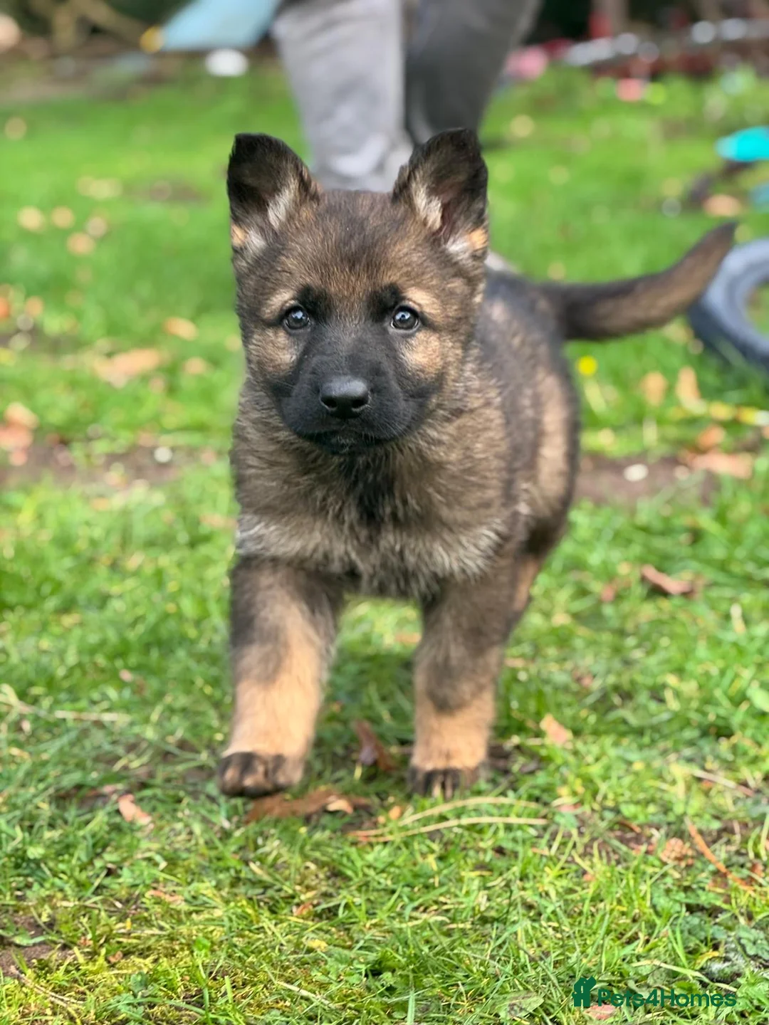German Shepherd dogs for sale: EU pedigree Working line German Shepherd Puppies - Advert 11