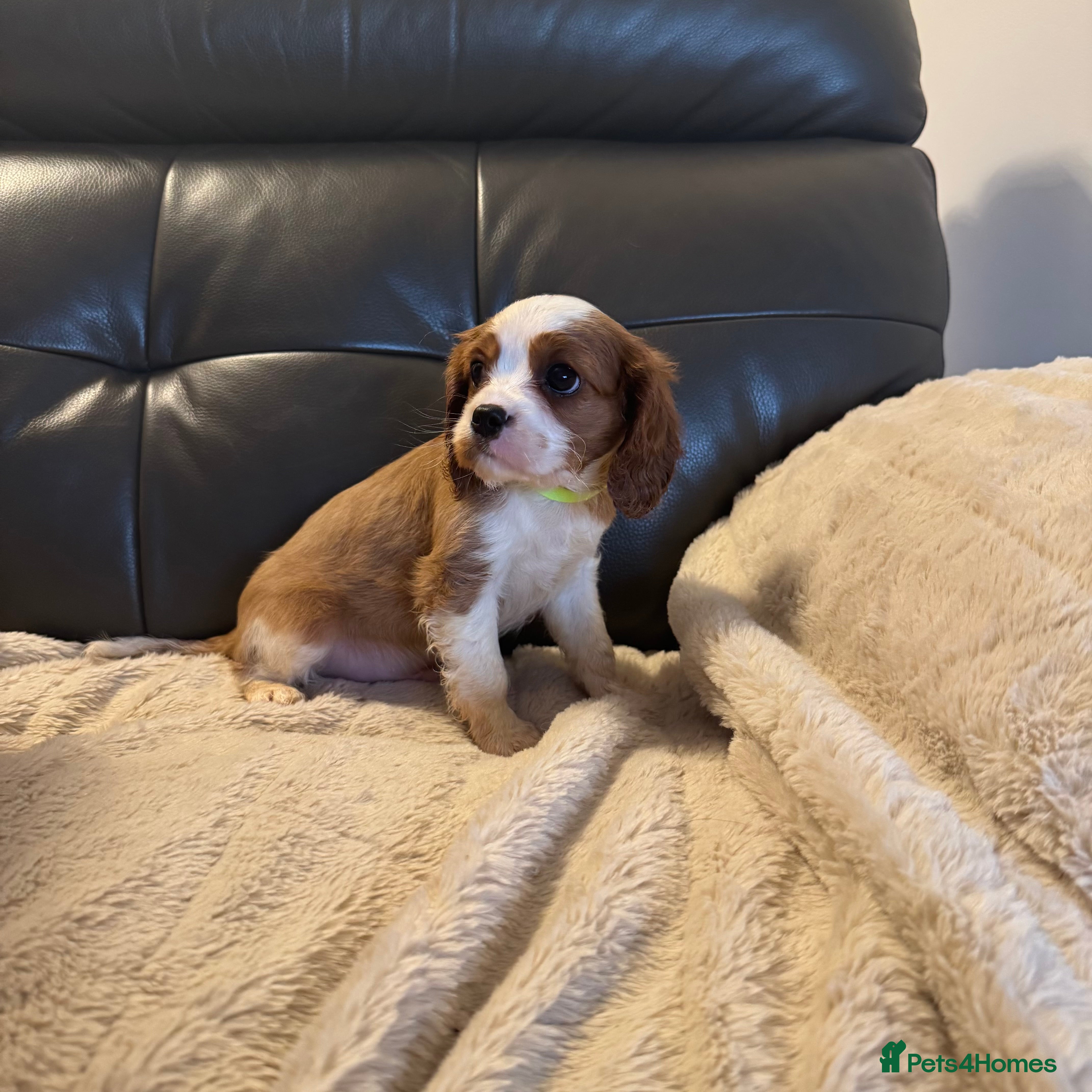 Cavalier King Charles Spaniel dogs Stunning cavalier King Charles puppies for sale - Advert 4